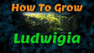 Ludwigia Repens How I grow it in my aquarium FULL PROCESS [upl. by Atteroc]