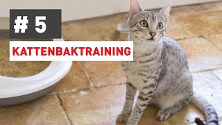 Hoe leer ik mijn kat zijn kattenbak gebruiken [upl. by Onek329]