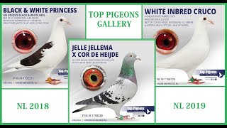 Top Pigeons gallery NL 1819 [upl. by Ahsykal15]