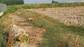 Podenco maneto primeros inicios [upl. by Ubald]