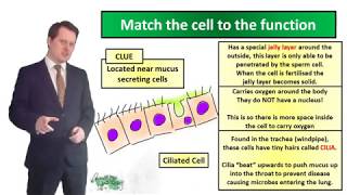 Specialised Cells  Biology  Key Stage 3  Mr Deeping [upl. by Cooley]