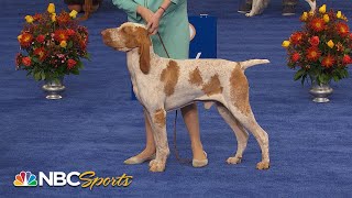 National Dog Show 2022 Sporting Group Full Judging  NBC Sports [upl. by Licna]