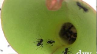 Ants aquaplaning on a pitcher plant [upl. by Anagnos]