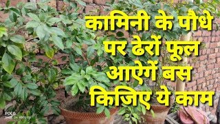 कामिनी के पौधे पर ढेरों फूल कैसे पाएं।How to get more flowers on your kamini orange jasmine plants [upl. by Eshelman]