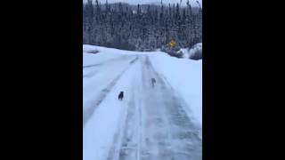 Marten Chases Down Rabbit And Kills It [upl. by Terpstra]