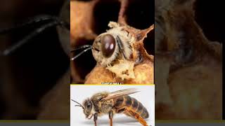 ராணி தேனி செய்யும் ராஜா தந்திரம் LIFE OF HONEY BEE tamilshorts tamilanimal [upl. by Alage]