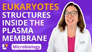 Eukaryotes Structures Inside the Plasma Membrane  Microbiology for Health Fields  LevelUpRN [upl. by Oijres627]