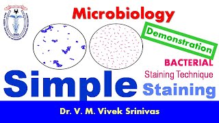 SIMPLE STAINING  Bacterial Staining Technique  Microbiology  Vivek Srinivas  Bacteriology [upl. by Harbard]