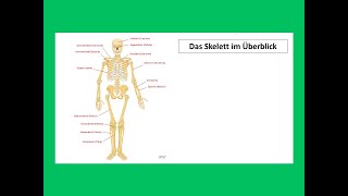 Das Skelett im Überblick  Strahlentherapie Prof Hilke Vorwerk [upl. by Alial930]