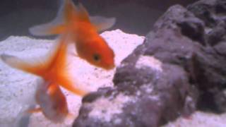 Convict Cichlid amp Goldfish Day 5 [upl. by Gleda]