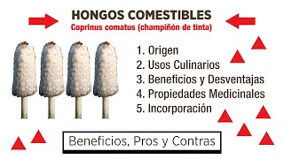 🍄 HONGOS  Coprinus Comatus champiñón de tinta  Alimentación Saludable  AlimentacionS ​ [upl. by Rosamond]