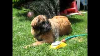 7 month old Leonberger puppy [upl. by Ahsanat]