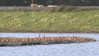 Icelandic Blacktailed Godwits at Harpers Island [upl. by Pazit736]