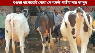 ফ্রিজিয়ান জাতের গাভীর দাম  বগুড়া ধাপেরহাট ২০২৪ [upl. by Horatio]