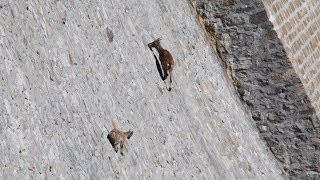 Un bouquetin se balade sur un barrage vertical  ZAPPING SAUVAGE [upl. by Abner]