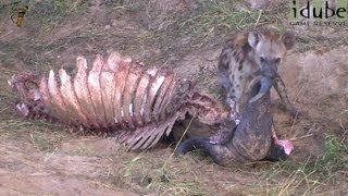 Hyena Cleaning A Buffalo Skeleton [upl. by Vanhomrigh443]