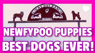 Newfypoo Puppies For Sale Newfoundland Poodle Mix Avail 2019 from Newfypoo Breeder Best Dogs Ever [upl. by Mode]