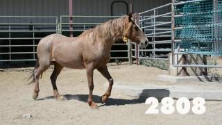 Oregon Wild Horse Adoption July 2016 [upl. by Kittie806]