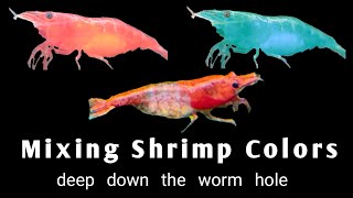 Mixing Shrimp Colors  Creating Unique Red Rili Shrimp Line [upl. by Rika161]