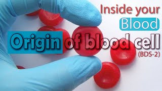 Hematology  Erythropoiesis Red Blood Cell Formation Part 1 [upl. by Genet]