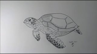 Comment dessiner une TORTUE DE MER [upl. by Cony]