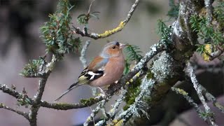 The Chaffinch and its call [upl. by Nhguaval]