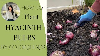 Planting Hyacinth Bulbs [upl. by Aliuqet]