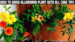 How to Grow Allamanda Plant With All Care Tips Fast N Easy [upl. by Kevan]