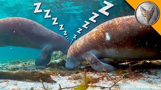 How do Manatees Sleep Underwater [upl. by Lener856]