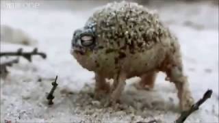 Bahog Bilat Angry Squeaking Frog [upl. by Gladine]