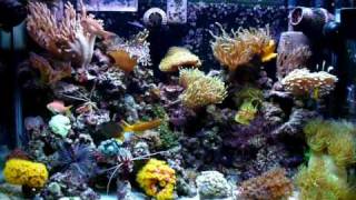 30 Gallon Reef Tank [upl. by Nivan]