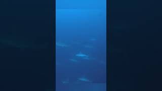 School of Hammerhead Sharks Passing by in the Blue [upl. by Eirehs]