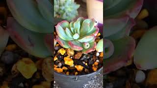 Echeveria Hyalina Hybridshortvideos [upl. by Hadwin533]