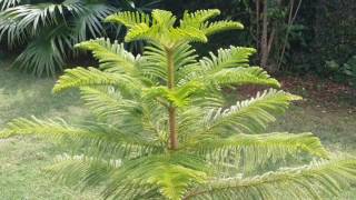 Araucaria PlantGrowing [upl. by Siward]