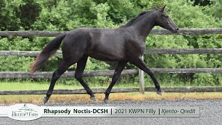 Rhapsody NoctisDCSH 2021 KWPN Mare by Kjento [upl. by Hgielram679]