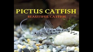 Pictus CatFish  A Non Aggressive CatFish [upl. by Dekeles]