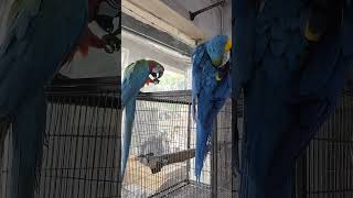 Parrot 🦜 Price Expensivesuscribe [upl. by Gamal]