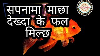 सपनामा माछा देख्दा के फल मिल्छSapana ma machha dekhnu ko fal fish dreamssapana ko fal sapana [upl. by Trumaine]