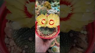 Astrophytum asterias cactus [upl. by Otinauj]