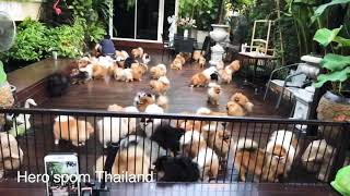 Pomeranian from Thailand by Hero’spom Thailand [upl. by Lahpos]