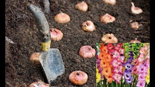 How to Grow Gladiolus Bulbs  with update   Winter Blooming Plant [upl. by Vins249]