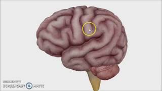 Overview of the Brain  Dr Ahmed Farid [upl. by Alemak]