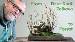 Bonsaify  Making a Bonsai Forest from Bare Root Zelkova ASMR [upl. by Perron]