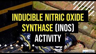 Inducible Nitric Oxide Synthase iNOS Activity [upl. by Aldis959]