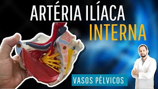 Artéria ilíaca interna  vasos pélvicos [upl. by Avram]