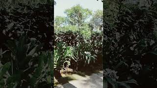 Resort Thekkady nature shortfeed keralamansoon travel keraltourism [upl. by Lahey997]