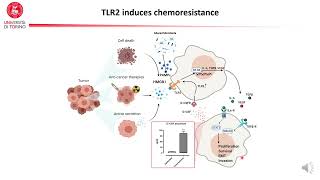 Targeting Tolllike Receptor 2 improves the response to chemotherapy ampimmunotherapy in breastcancer [upl. by Kerrison]