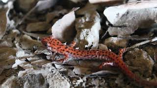 ARKANSAS HERPING Early Winter Salamanders Eurycea and Plethodon [upl. by Yam]