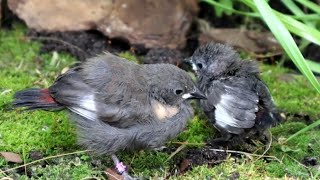 You found a baby bird now what  What to feed a baby bird and more  🐣 [upl. by Schouten]