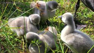 BLACK SWAN ♥ CYGNETS [upl. by Attlee]